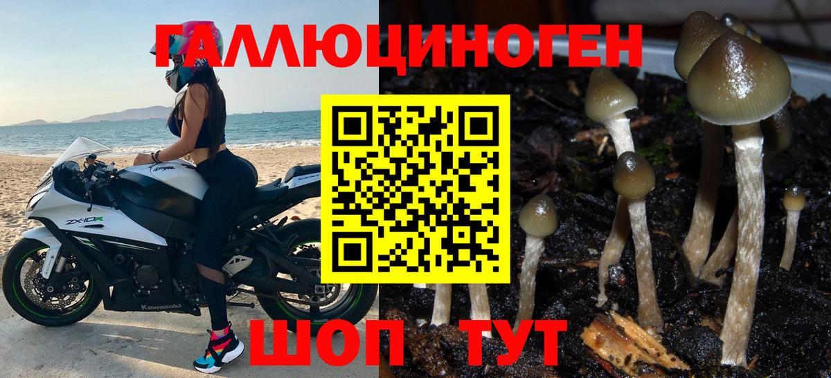 Рубцовск  Псилоцибиновые грибы ЛСД  как найти закладки  Вход с VPN  Псилоцибиновые грибы Psilocybine cubensis 